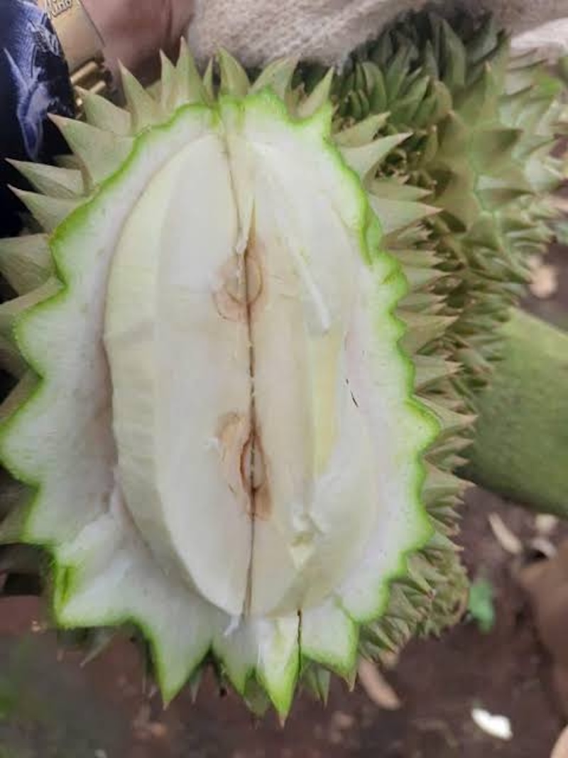 Sầu riêng bị sượng nước